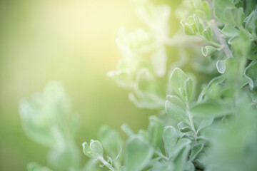 Concept nature view of green leaf on blurred greenery background in garden and sunlight with copy space using as background natural green plants landscape, ecology, fresh wallpaper.