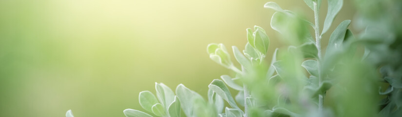 Concept nature view of green leaf on blurred greenery background in garden and sunlight with copy space using as background natural green plants landscape, ecology, fresh wallpaper.