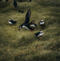Atlantic Puffin or Common Puffin, Fratercula arctica, in flight on Mykines, Faroe Islands