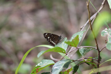 butterfly on a flower