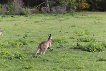 kangaroo and foal