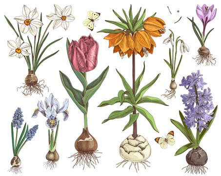 Hand drawn spring bulbous flowers