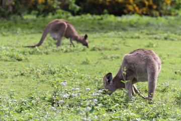 kangaroo and baby