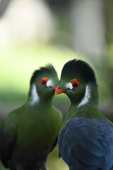 White cheeked turaco parrots