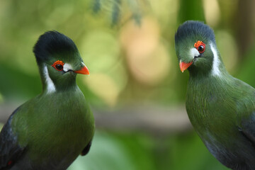 White cheeked turaco parrots