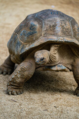 huge turtle portrait