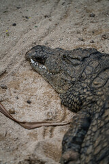 Krokodil Portrait im Sand