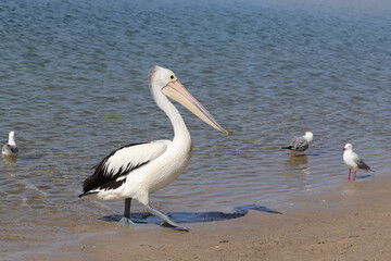 Fototapeta na wymiar pelicans on the shore