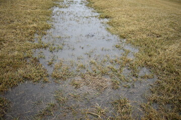 Puddle in a Field