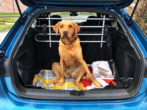 dog in boot of a car