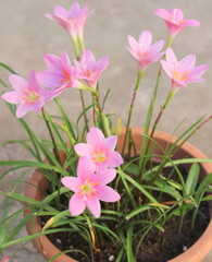 Tiesto con pequeños lirios rosa