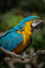 blue and yellow macaw ara