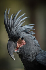Close up of black parrot