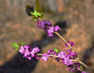 Hummel (bombus) sitzt auf einem Seidelbast (Daphne)