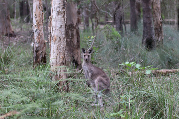 kangaroo in the woods