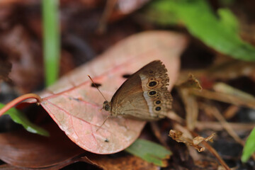 butterfly on leaf