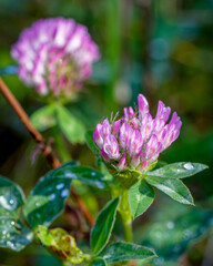 Pink flower on green blurred background