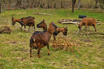 Ziegen fressen an Holzästen