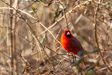 Close up image of a male northern cardinal (Cardinalis cardinalis) perching in a bush in Maryland, USA in winter. This bright red song bird has black face mask and distinctive crest