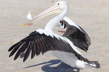 pelican in flight