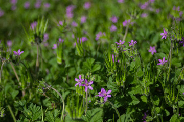 Flores violeta salvajes en el jardín