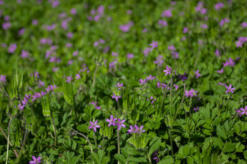 Fototapeta premium Flores violeta salvajes en el jardín