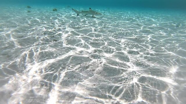 shark in shallow water