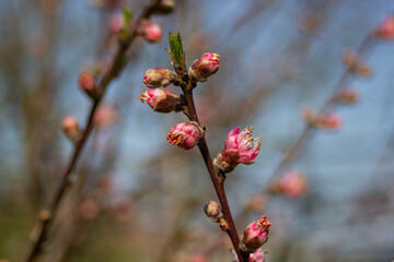 Ramas de cerezo rosa en flor en primavera