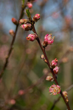 Ramas de cerezo rosa en flor en primavera