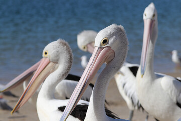 pelican on a beach