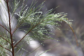 frost on branches