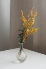 Yellow mimosa flower bouquet on white background. Spring concept
