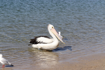 pelican on the beach