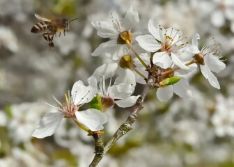 Abeille en vol