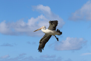 pelican in flight