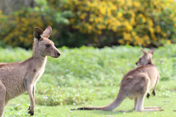 kangaroo and baby