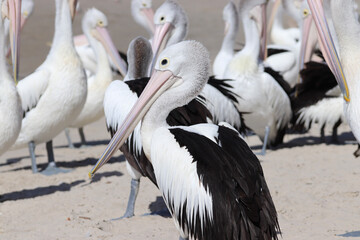 pelicans on the beach