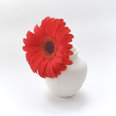 beautiful red gerbera flower in a white vase on a white background