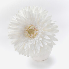beautiful white gerbera flower in a white vase on a white background