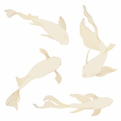 Golden fish set, hand drawing. Beautiful Japanese Koi carps fish on a white background. Fish for tattoo or wallpaper. 