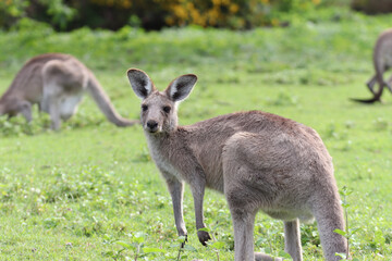 Fototapeta premium kangaroo and baby