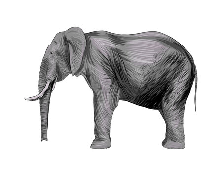 Elephant from a splash of watercolor, colored drawing, realistic. Vector illustration of paints