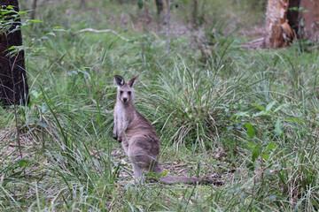 kangaroo in the grass