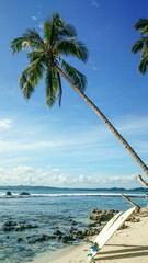 Surf board and palm tree on the beach