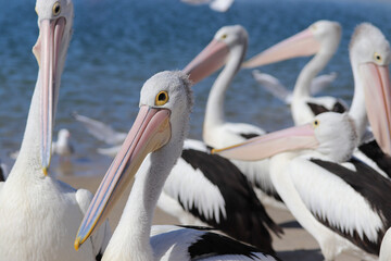 pelican on a beach