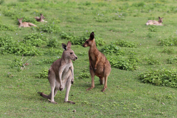 kangaroo and foal