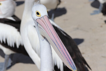 pelican on the beach
