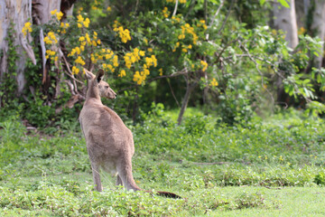 kangaroo in the grass