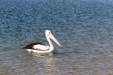 pelican on the beach