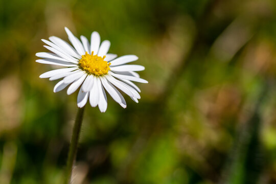 Blumen